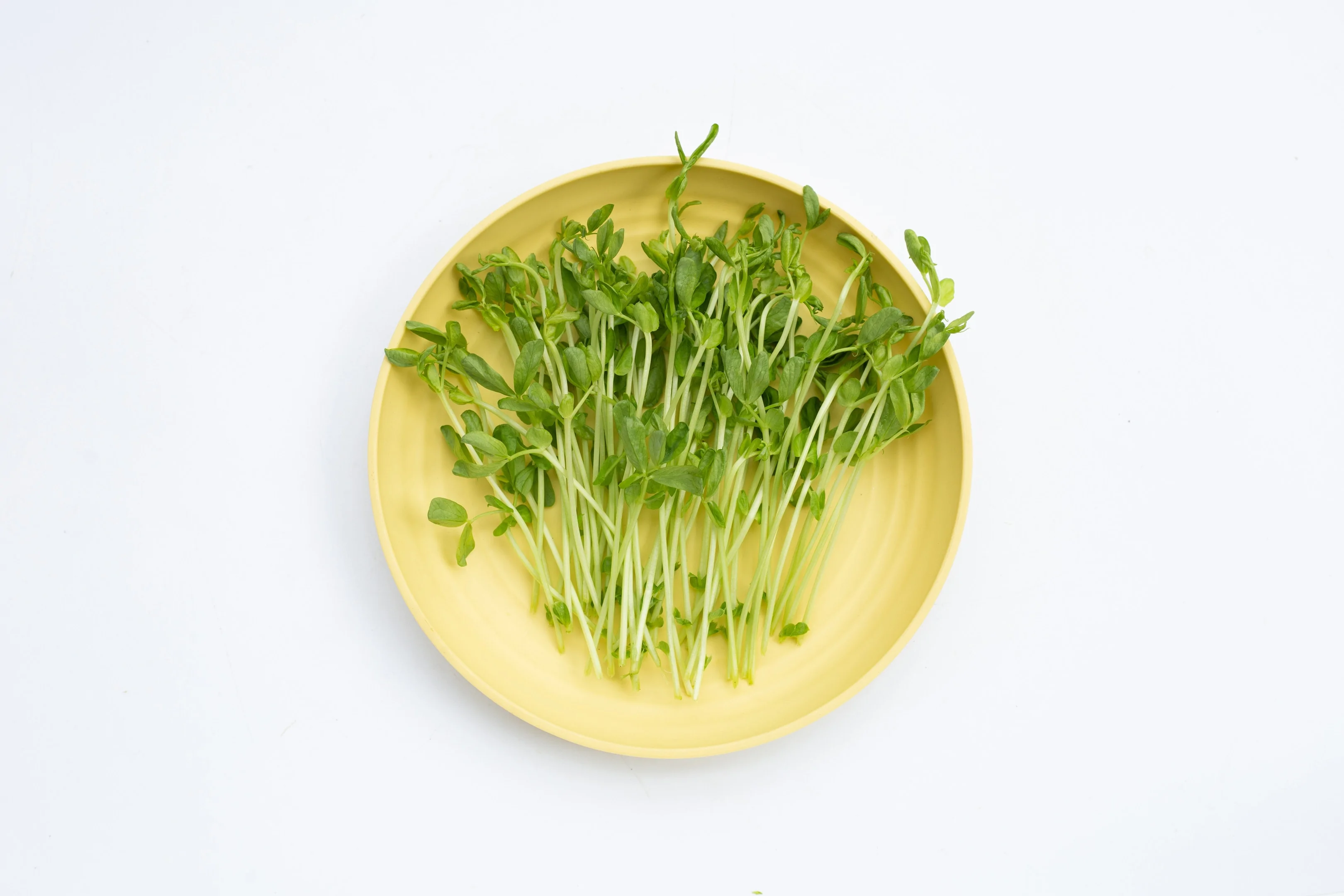 Snow pea leaves on yellow plate white background