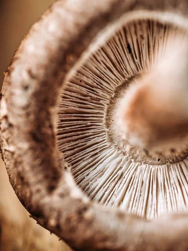 5 Shiitake Mushroom Benefits for the Skin