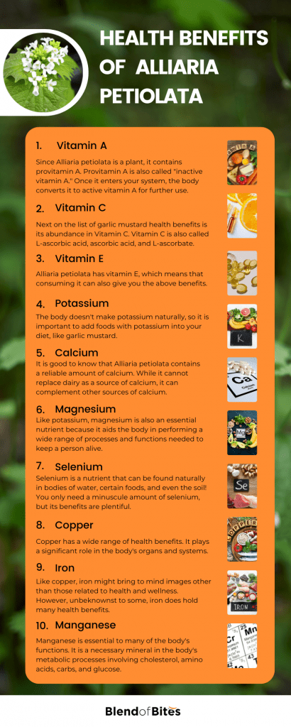 Alliaria petiolata health benefits infographic