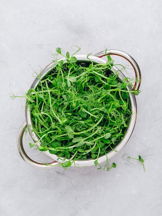 Packed With Nutrients: 6 Health Benefits of Eating Pea Shoots