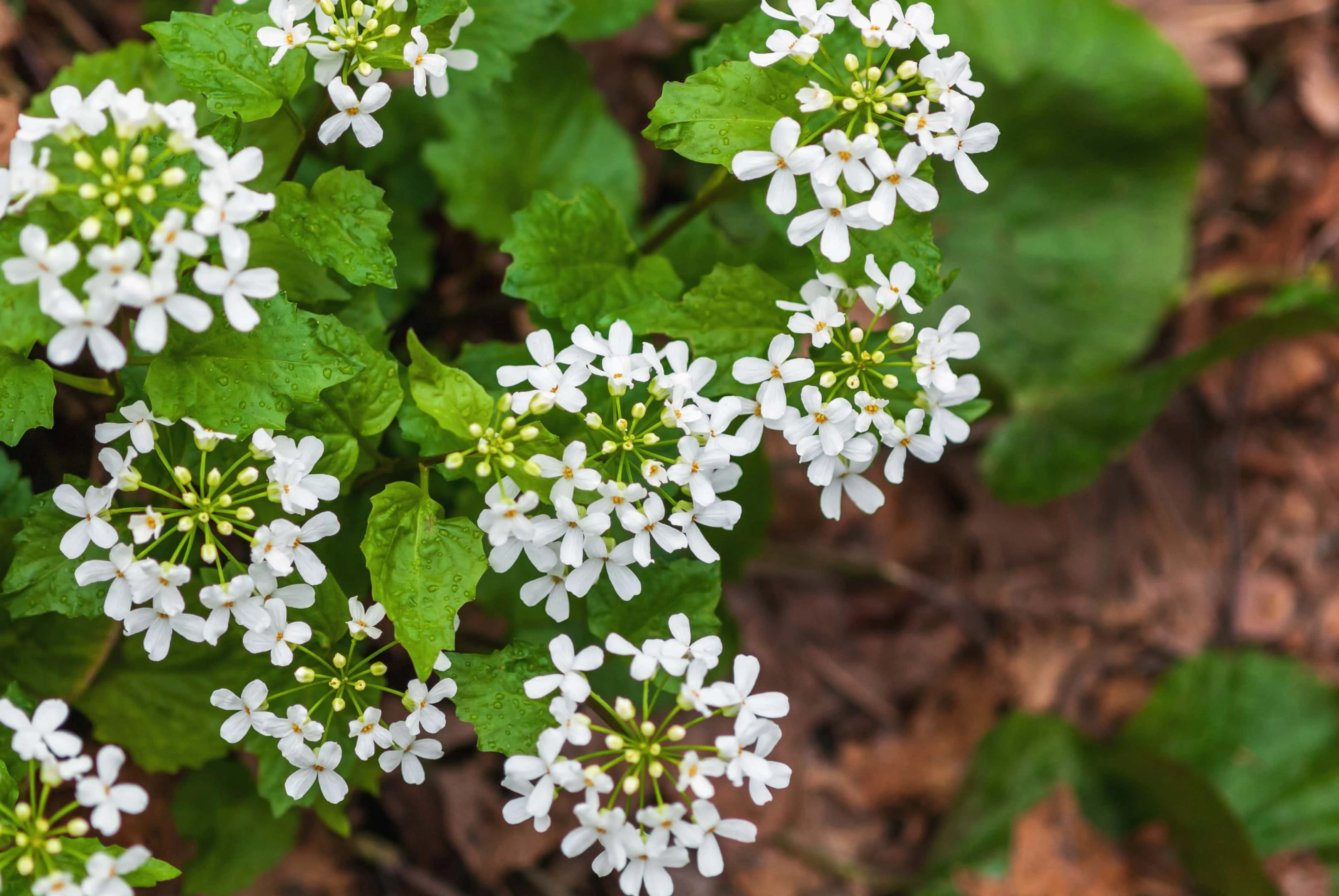 Mustard garlic white flowers — wild edible plant in the forest