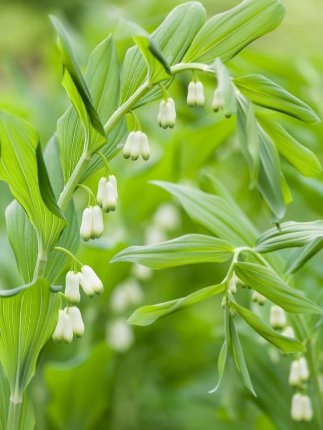 Solomon's Seal Benefits: 11 Incredible Health Advantages of This Plant