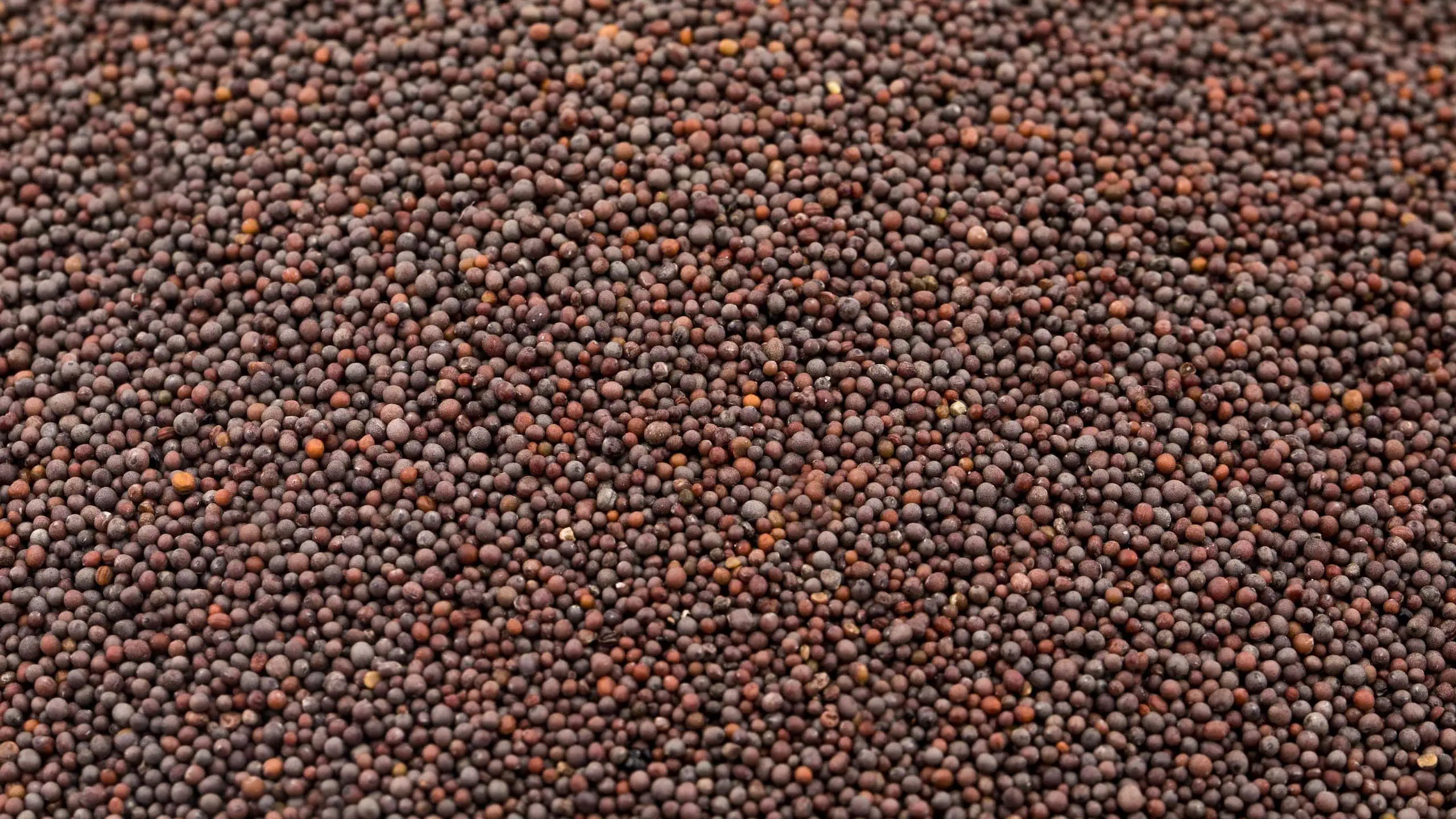 Jakhya seeds