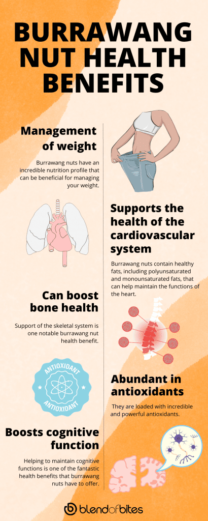 Burrawang nut health benefits infographic