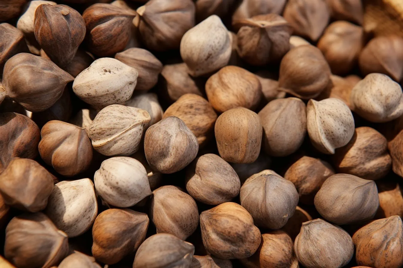 Mongongo nuts